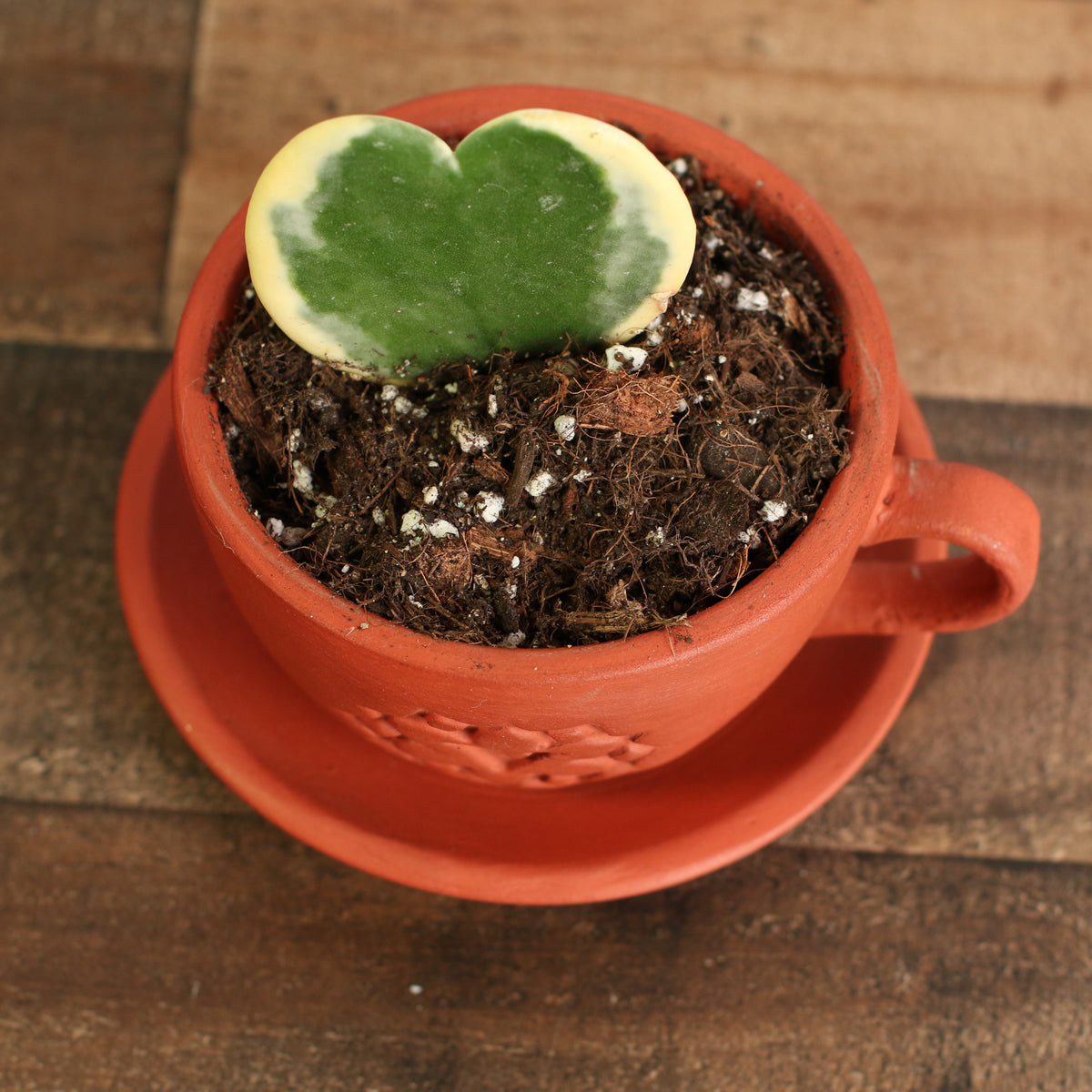 Top View of Variegated Kerrii Hoya Heart in 4" Lyfe Terracotta Tea Cup