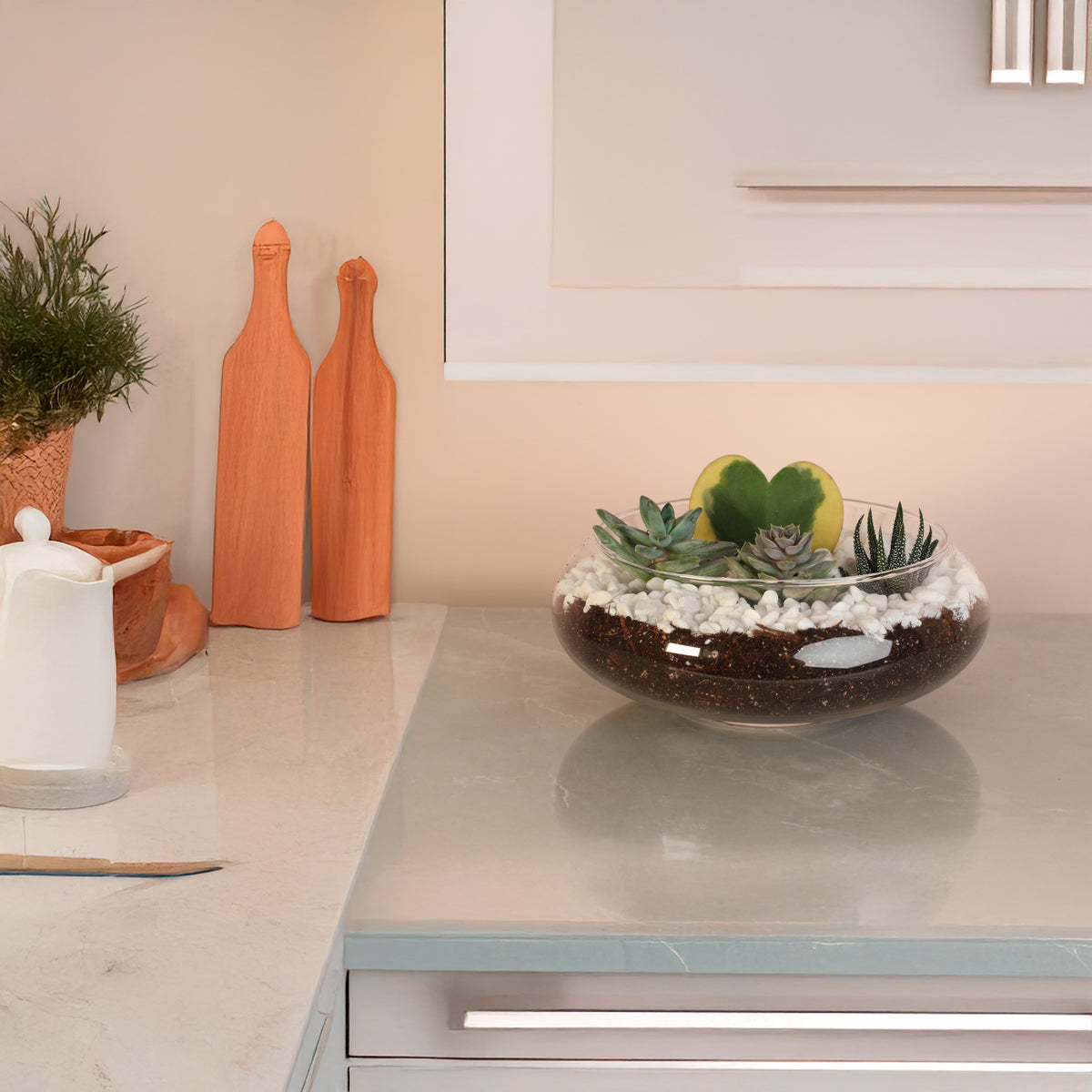 Hoya Kerrii Heart with 3 Succulents in terrarium in kitchen. 