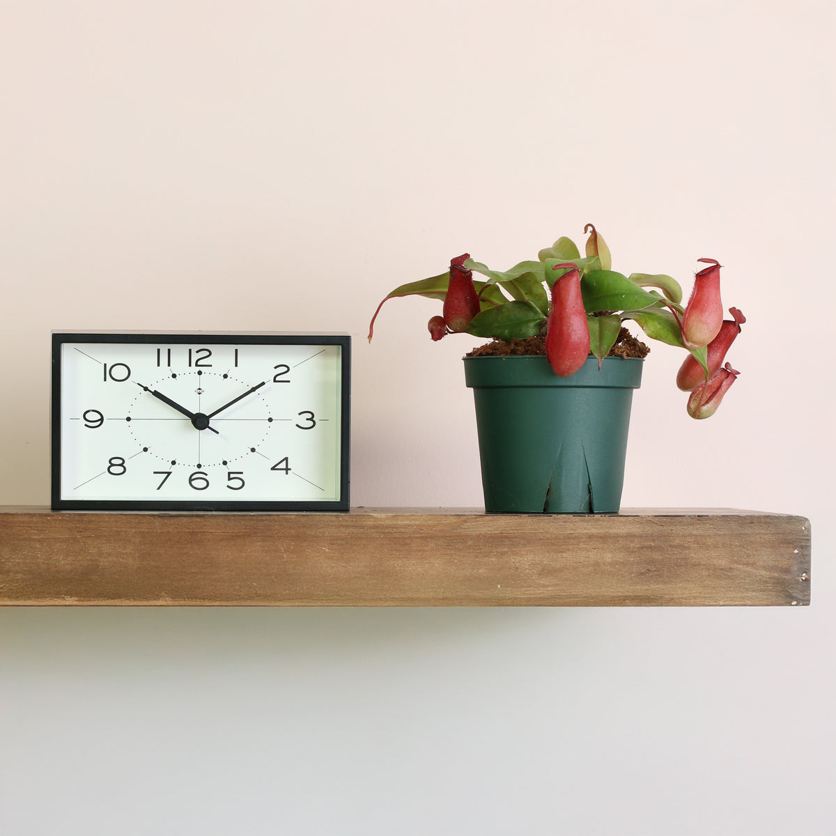 4" Nursery Lady Luck Pitcher Plant next to clock. 