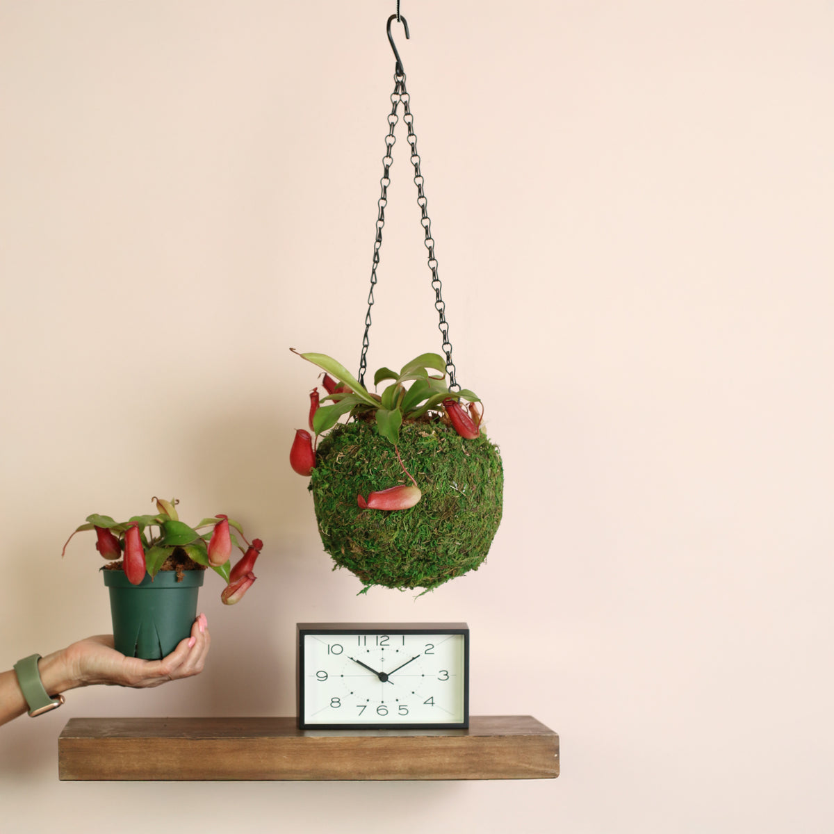 4" Nursery in hand and 6" Moss Ball Hanging