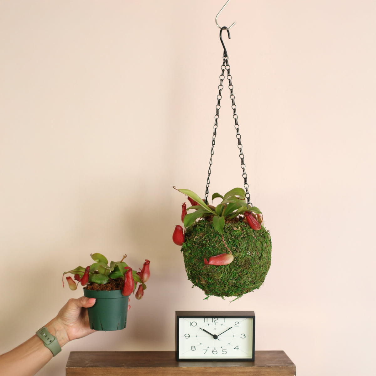 4" Nursery Nepenthes Lady Luck in hand next to 6" Hanging Moss Ball. 