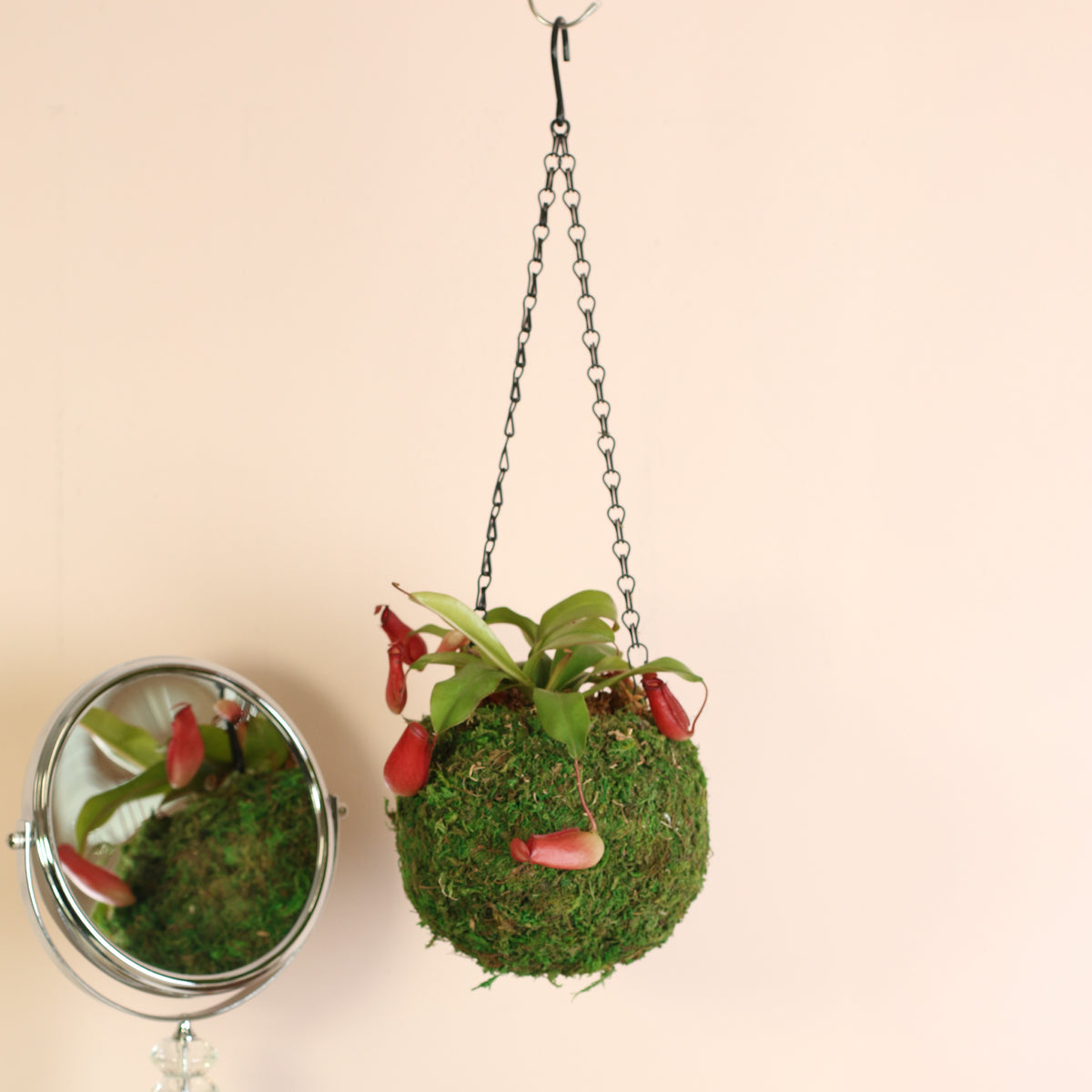 Nepenthes Lady Luck in a 6" Hanging Moss Ball next to mirror. 