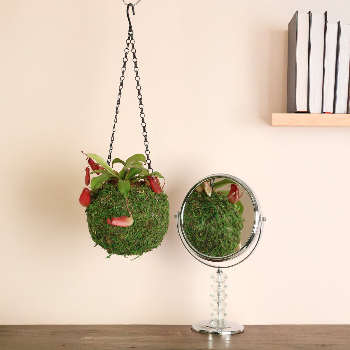 Nepenthes Lady Luck hanging in 6" Moss Ball next to mirror and book shelf. 