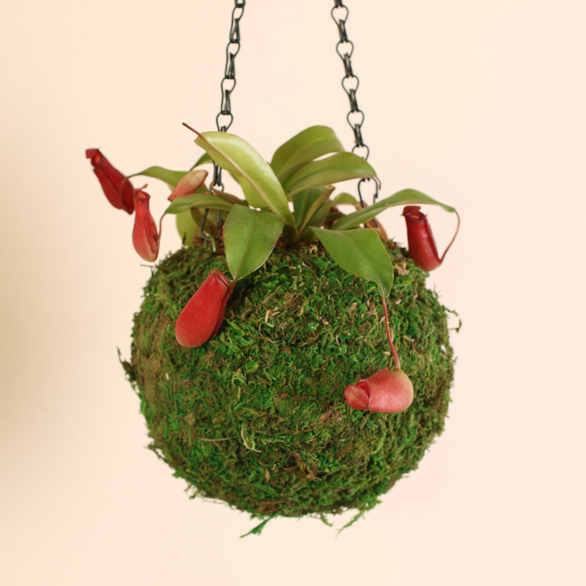 Lady Luck in Moss Ball. 