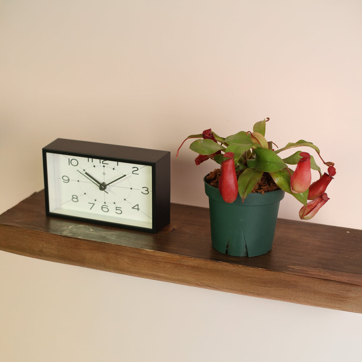 4" Nursery Lady Luck Pitcher Plant on floating shelf next to clock. 