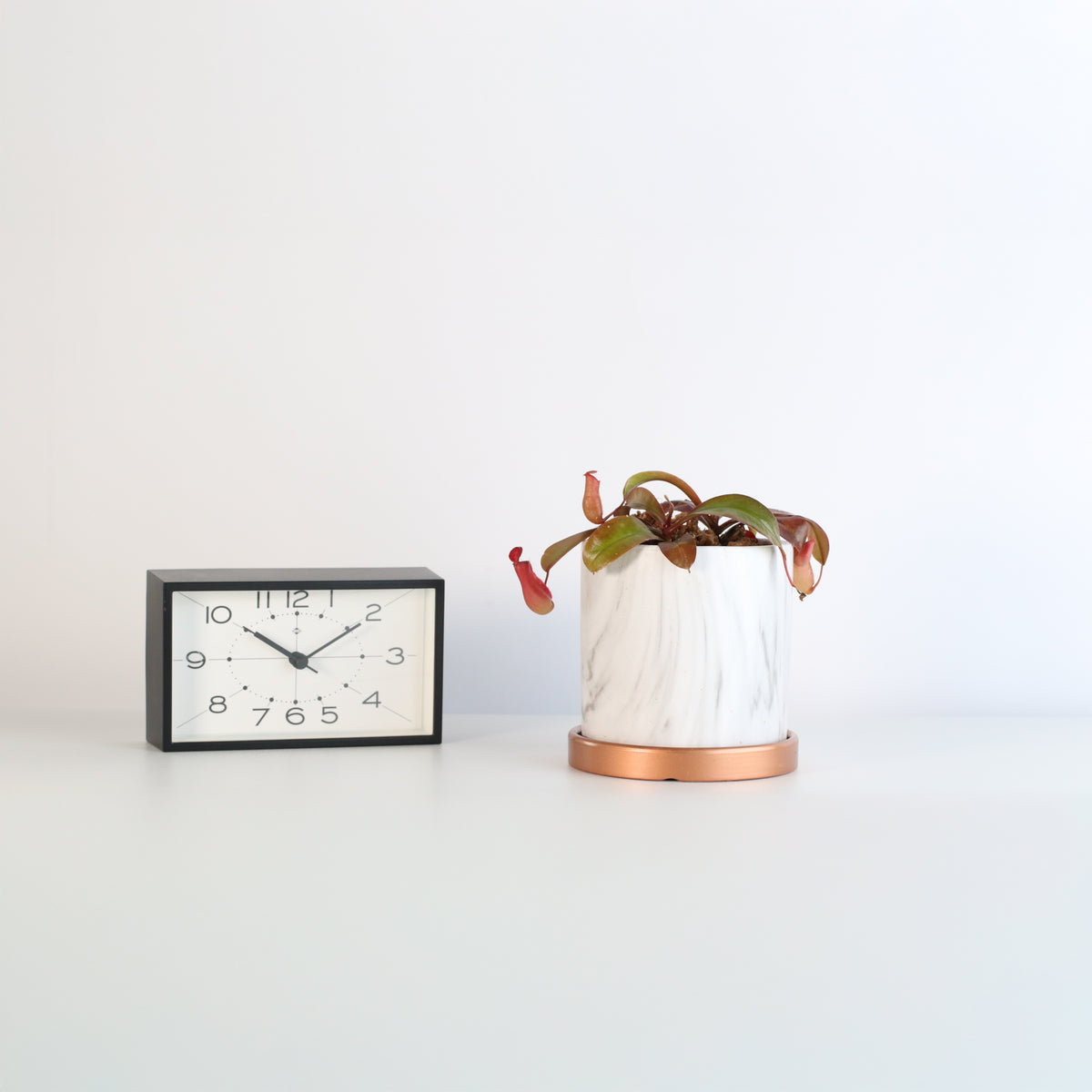 Nepenthes Lady Luck Daphne 4.5" Planter next to clock. 