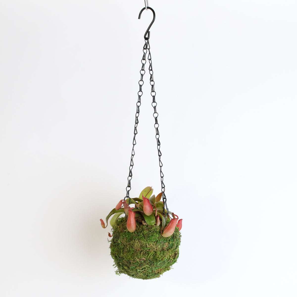 Nepenthes 'Lady Luck' Carnivorous Tropical Pitcher Plant

