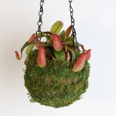 Nepenthes 'Lady Luck' Carnivorous Tropical Pitcher Plant - Verdant