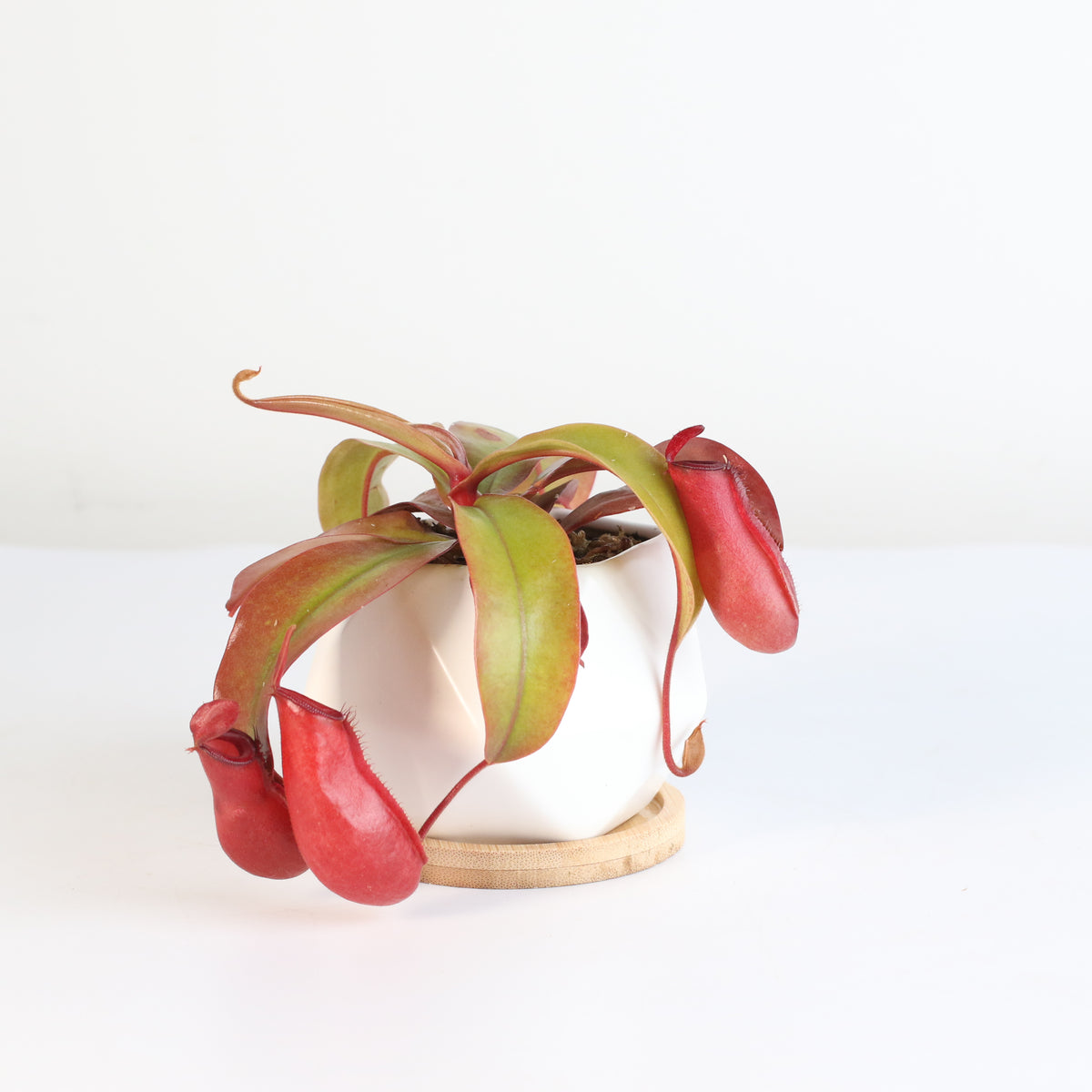 Nepenthes Lady Luck Carnivorous Pitcher Plant