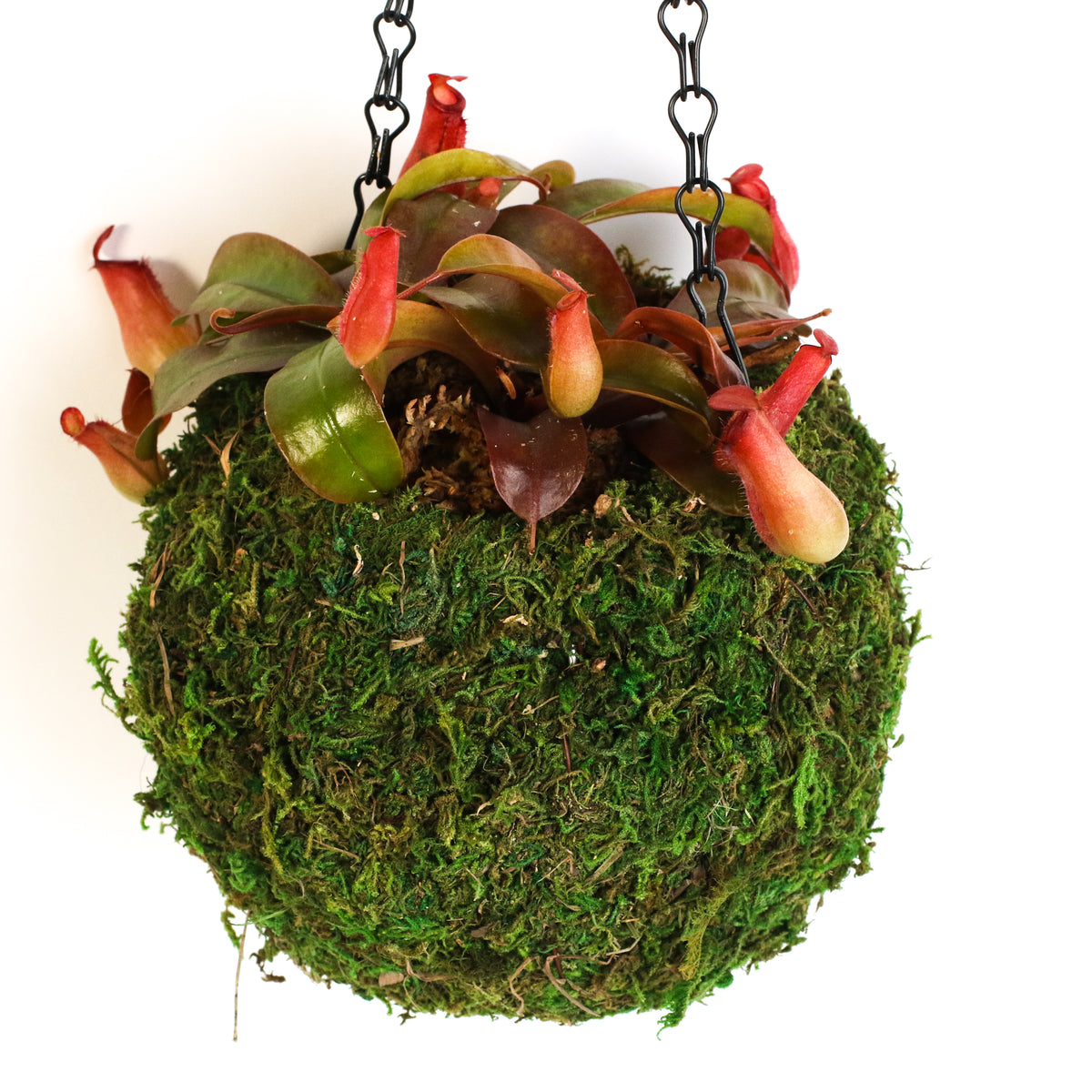 Nepenthes &#39;Lady Luck&#39; Carnivorous Tropical Pitcher Plant