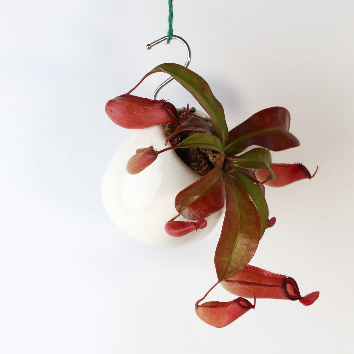 Nepenthes Lady Luck Pitcher Plant