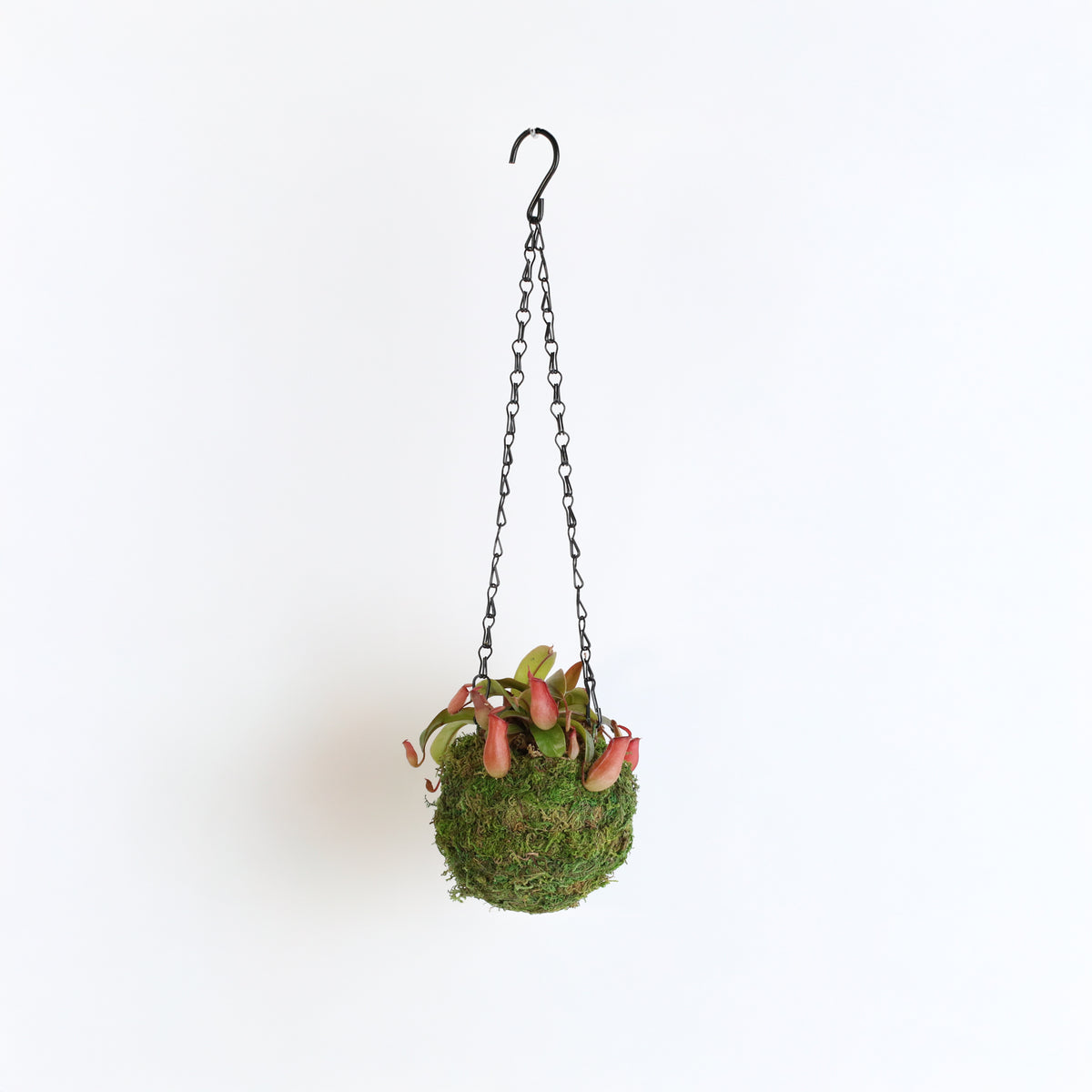Nepenthes &#39;Lady Luck&#39; Carnivorous Tropical Pitcher Plant