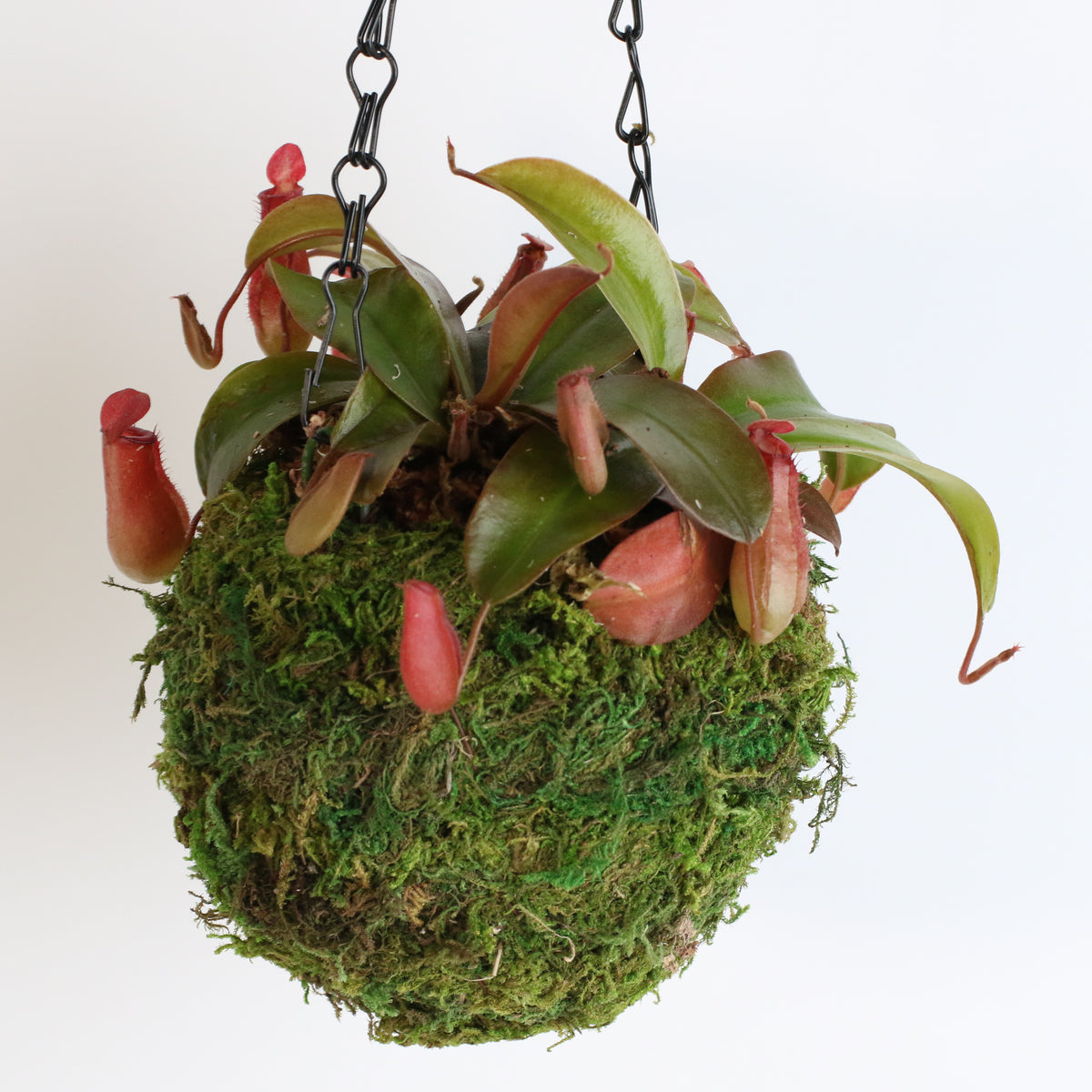 Nepenthes &#39;Lady Luck&#39; Carnivorous Tropical Pitcher Plant