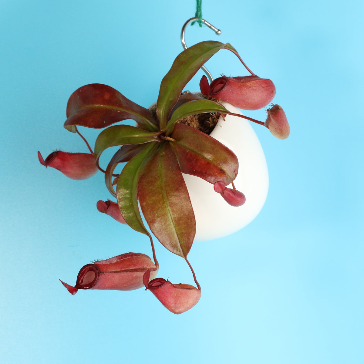 Nepenthes Lady Luck Carnivorous Pitcher Plant