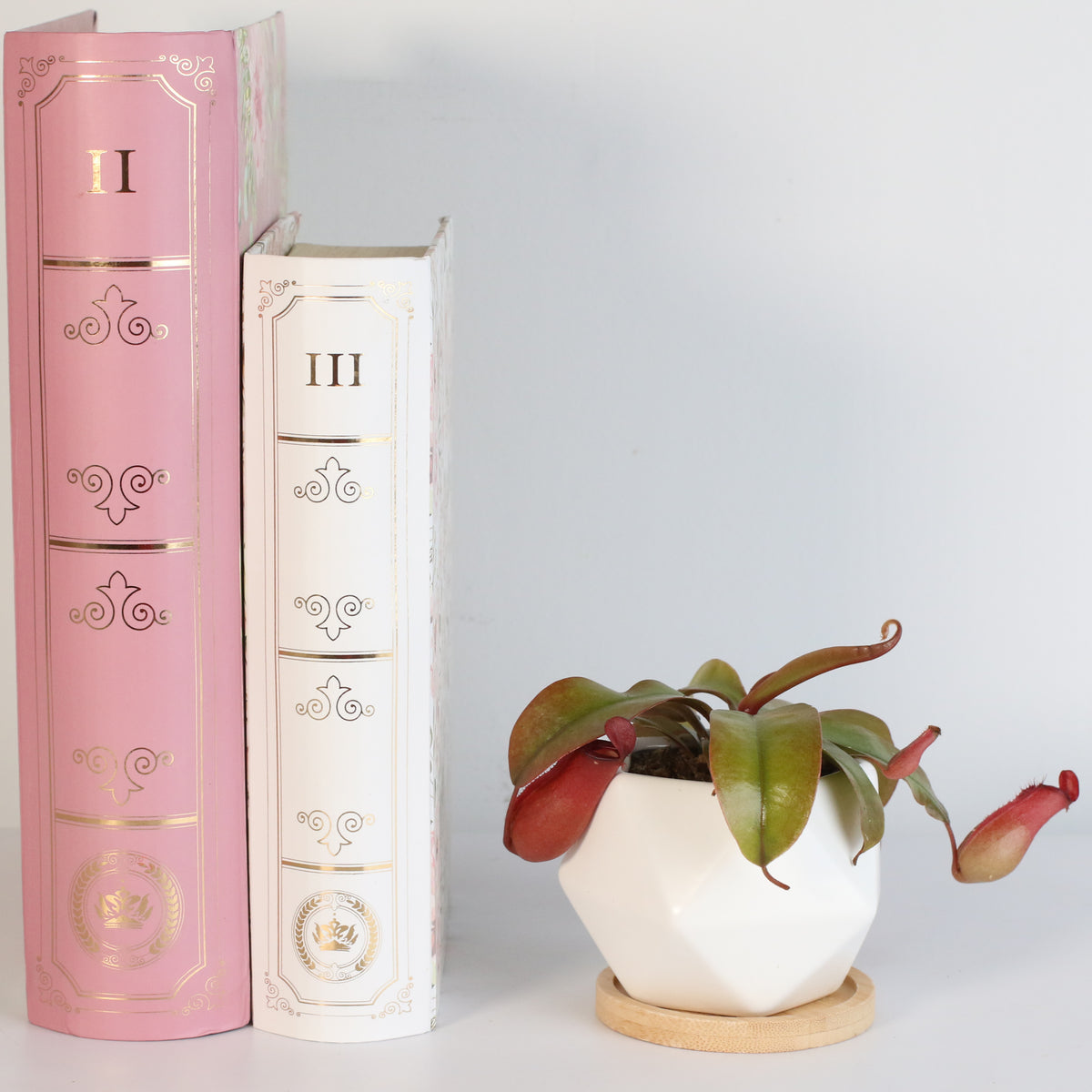 Nepenthes Lady Luck Carnivorous Pitcher Plant next to books. 