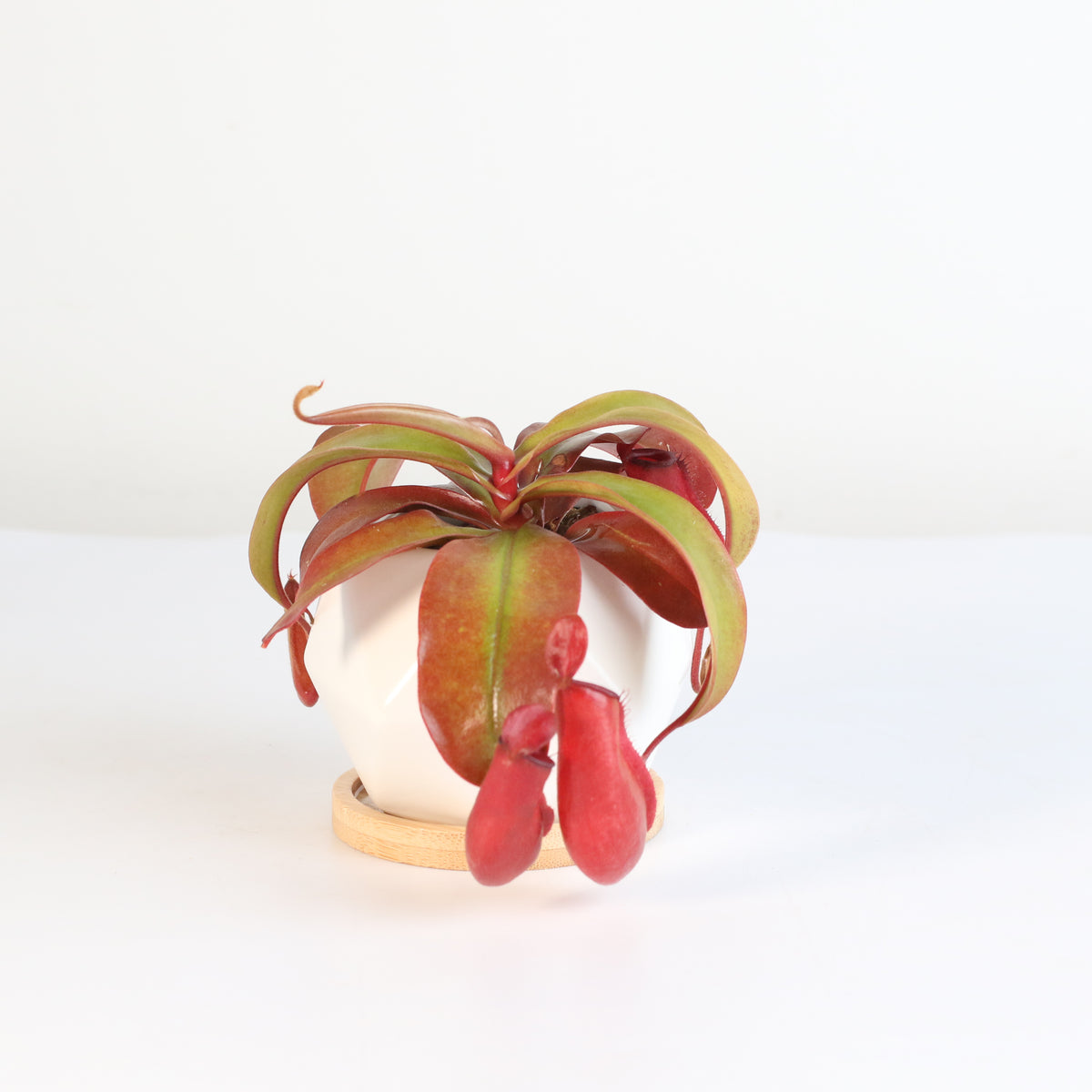 Nepenthes Lady Luck Pitcher Plant in Wanda Planter
