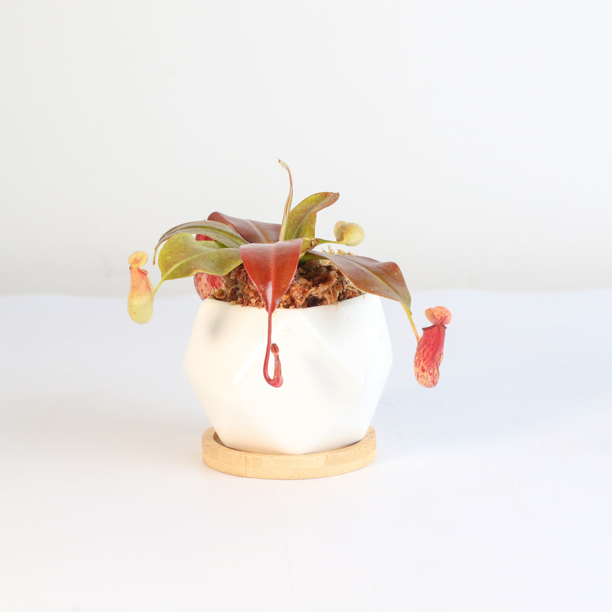 Nepenthes Lady Luck Carnivorous Pitcher Plant