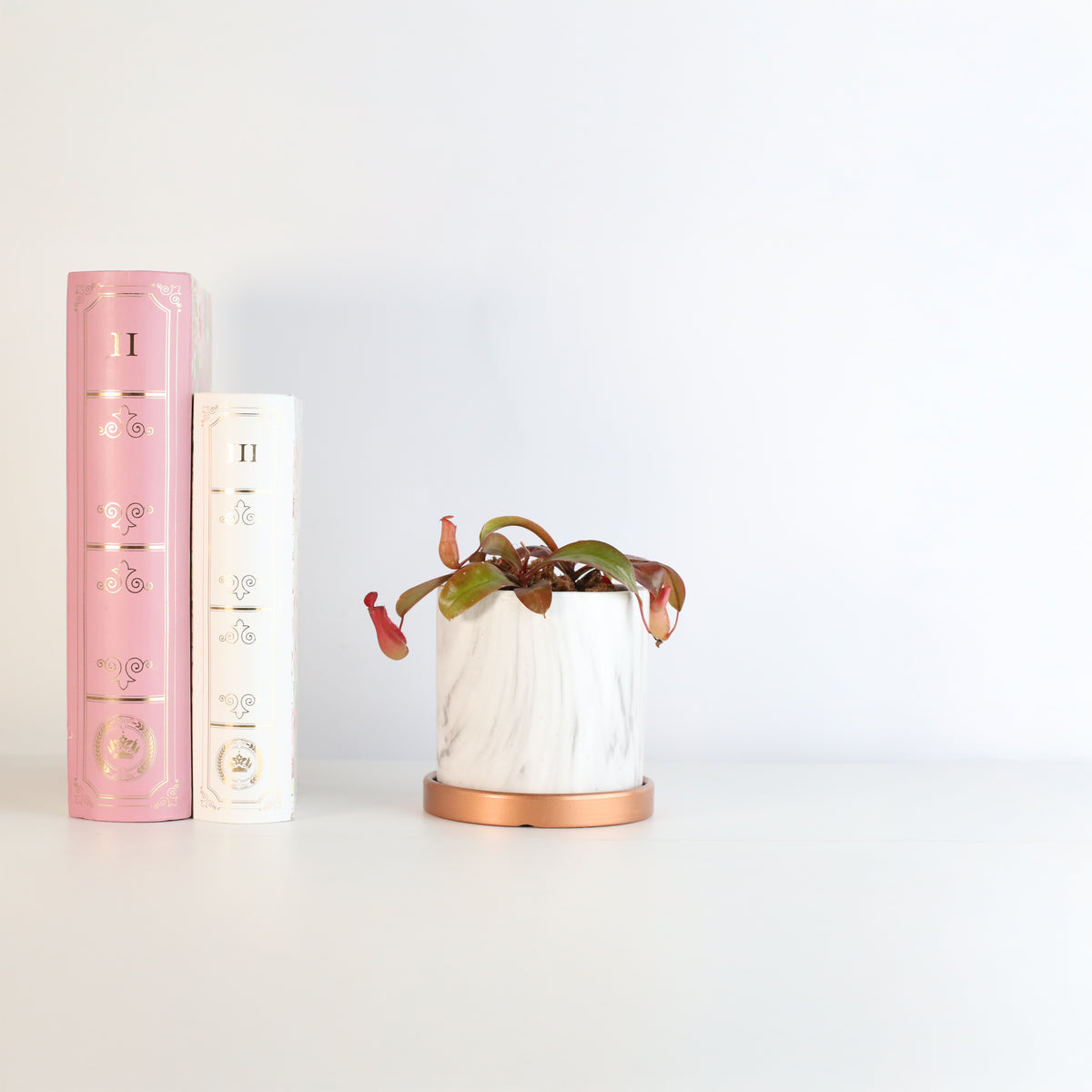Nepenthes Lady Luck Daphne 4.5&quot; Planter next to books.