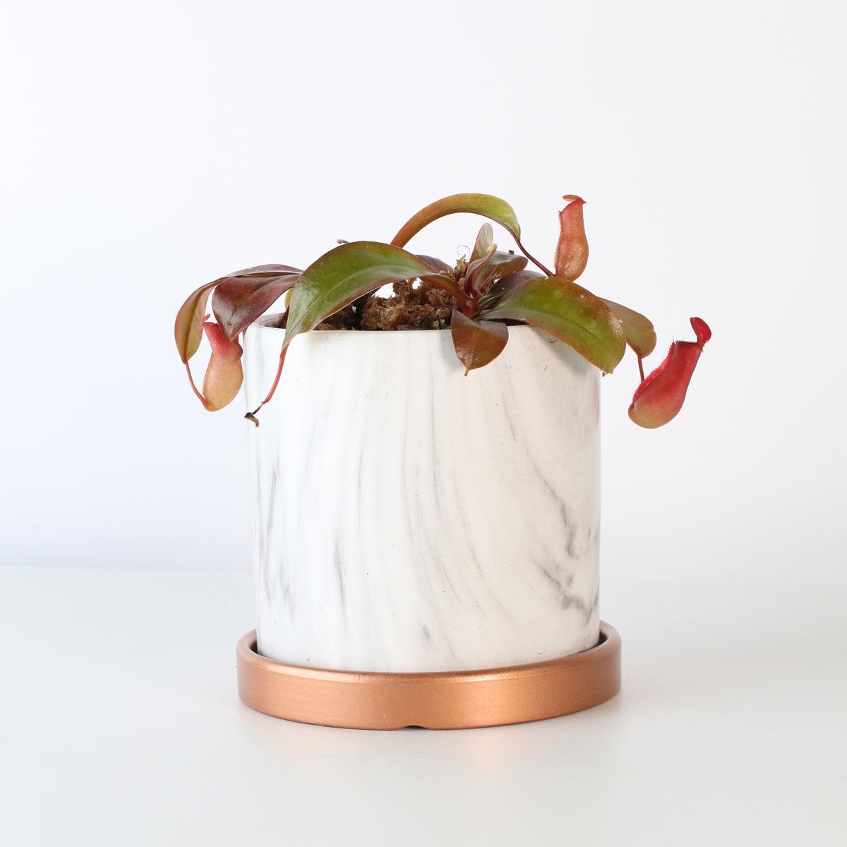 Nepenthes &#39;Lady Luck&#39; Carnivorous Tropical Pitcher Plant
