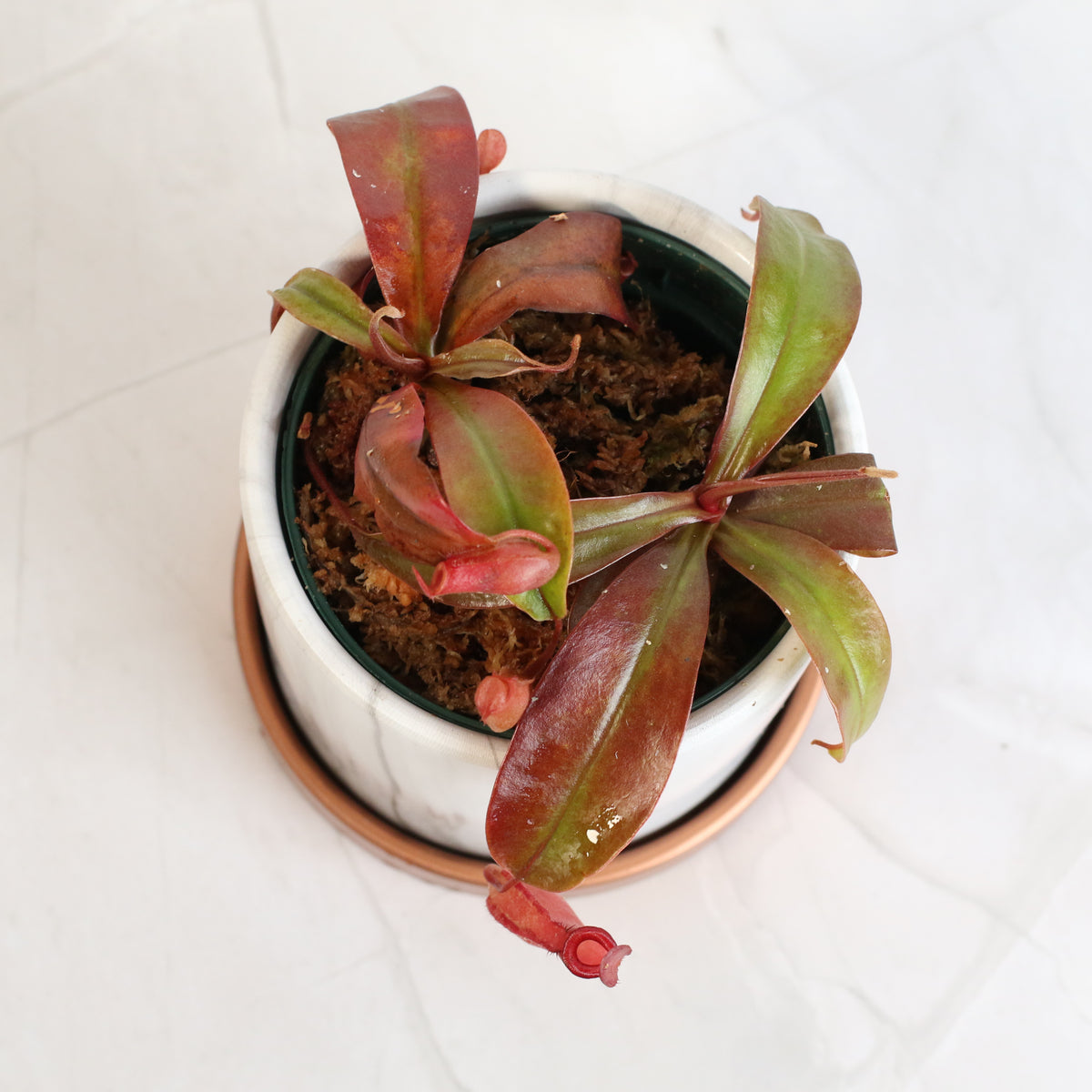 Top View of Nepenthes Lady Luck Daphne 4.5&quot; Planter.