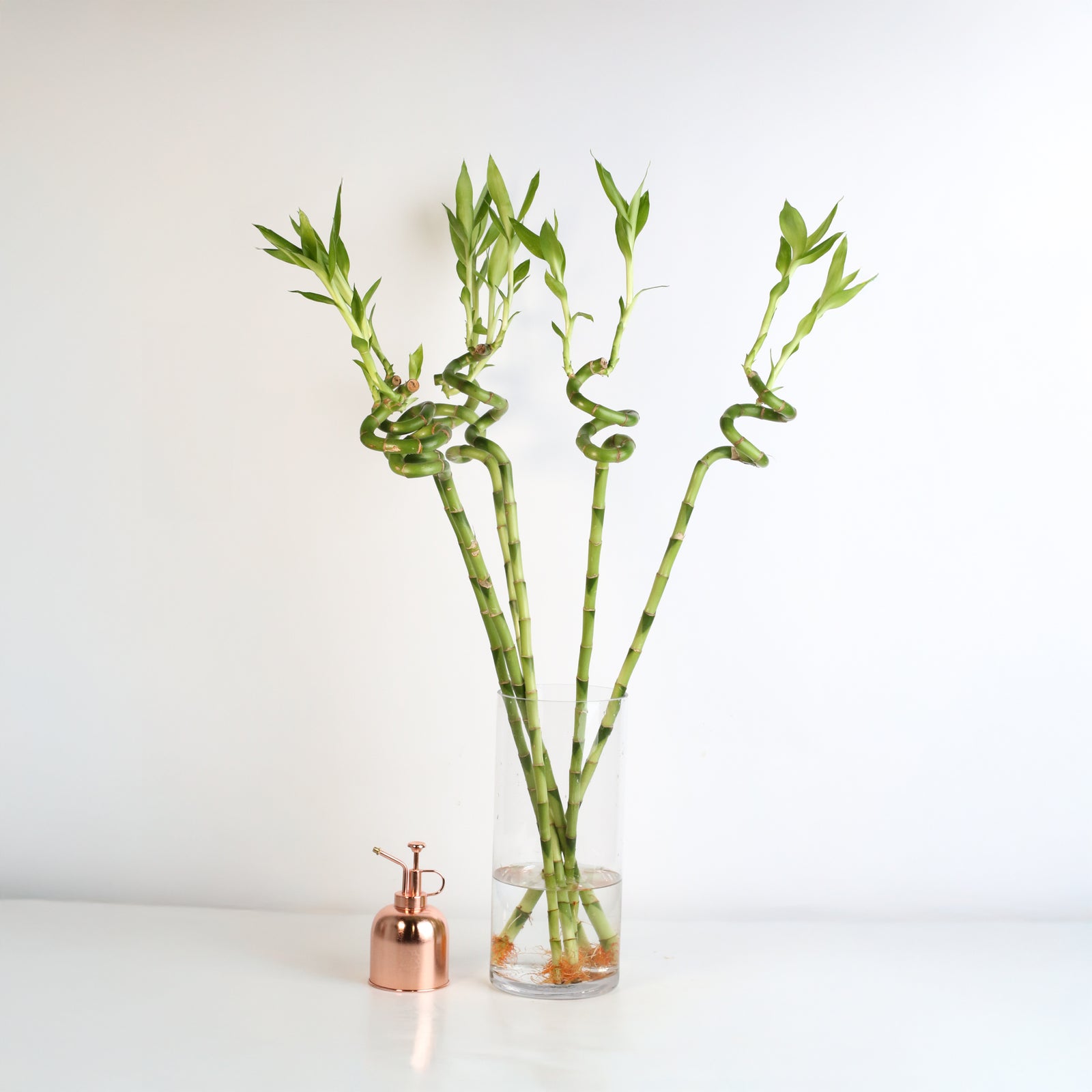 Lucky Bamboo TWISTS Water Plant- LARGE 36"