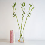 Lucky Bamboo Twists Water Plant- LARGE 36"