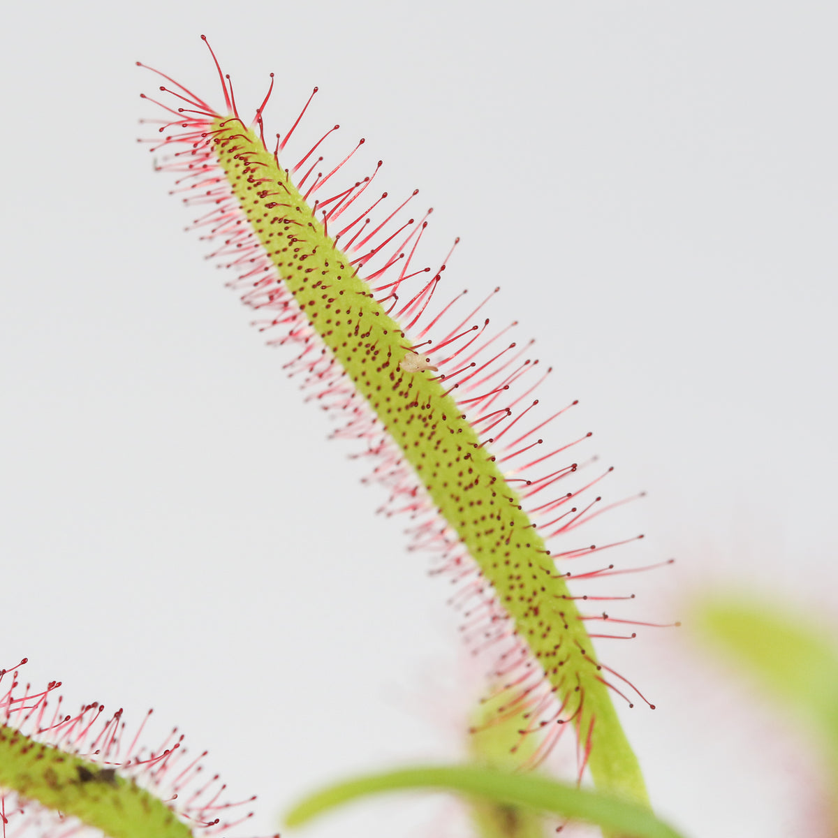 Cape Sundew Drosera Capensis Carnivorous Plant