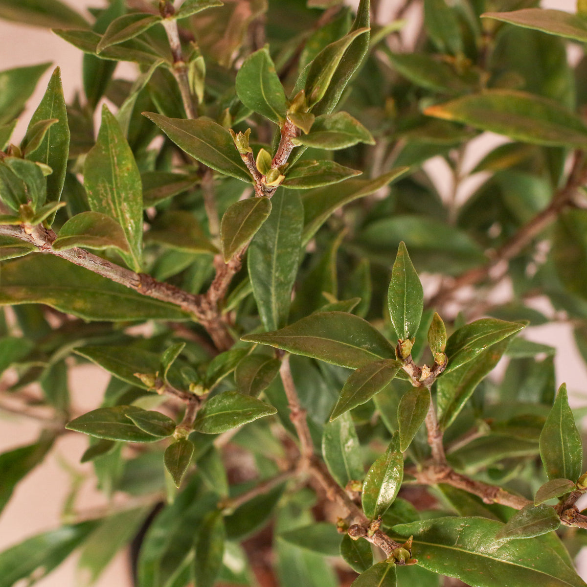 Leaves of Gardenia 'Frost Proof' Cape Jasmine