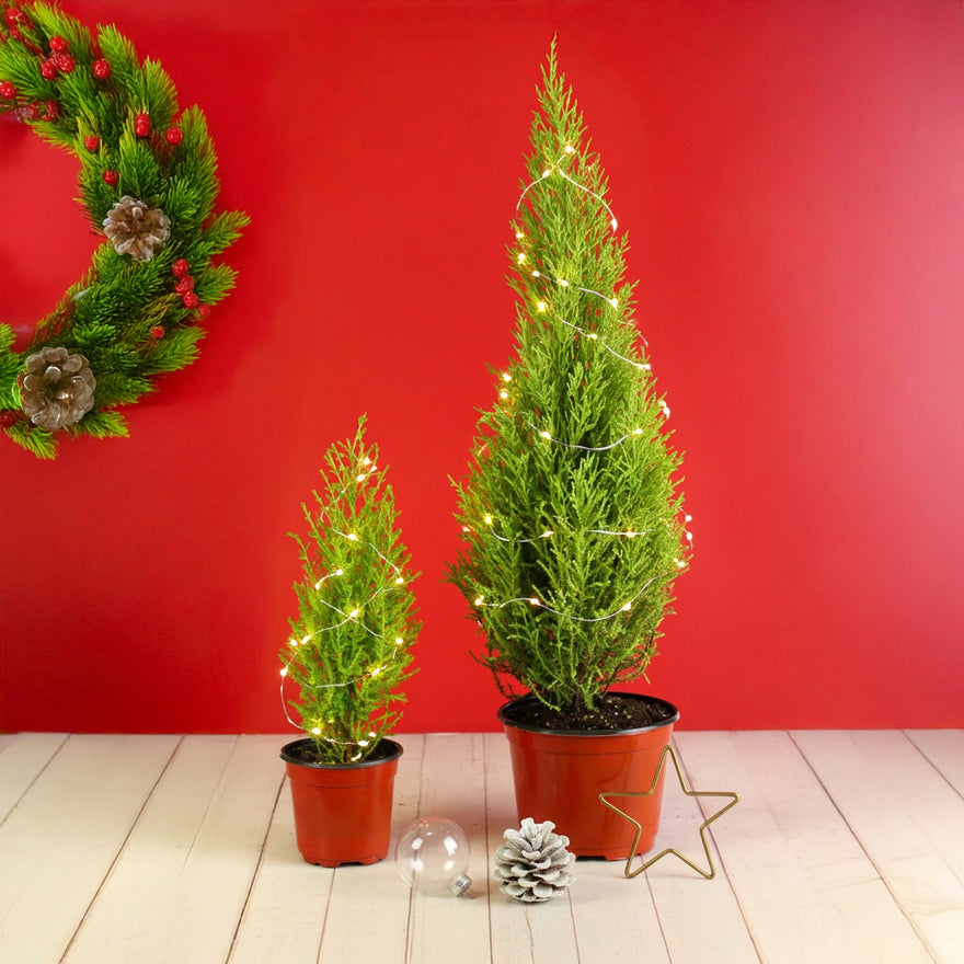 Lemon Cypress in 4" and 6" with mini Christmas Lights