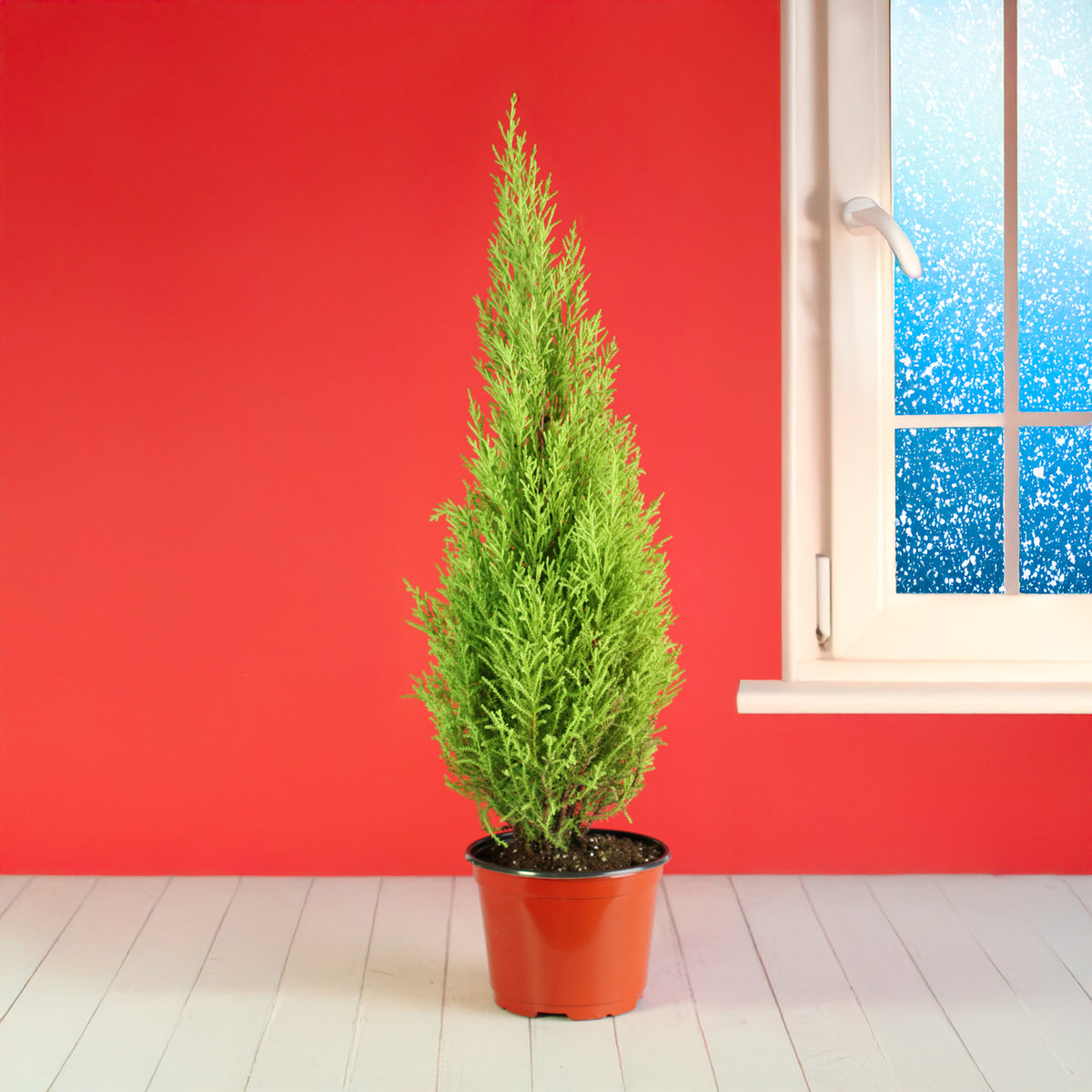 6" Nursery Lemon Cypress ‘Goldcrest Wilma’
