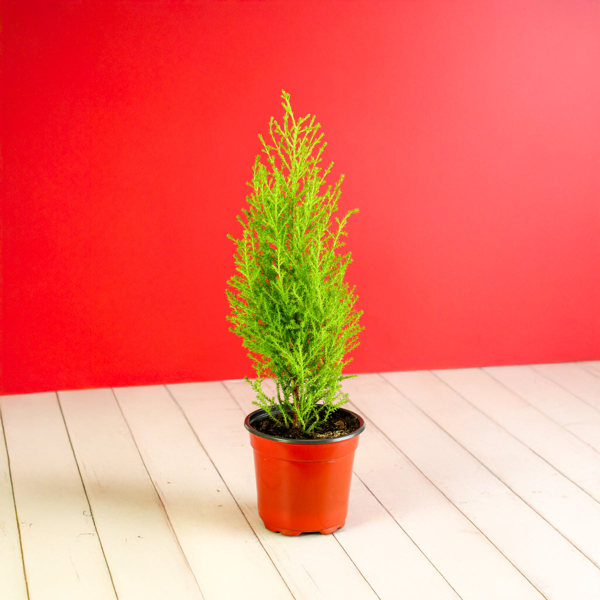 Lemon Cypress ‘Goldcrest Wilma’ in 4" nursery