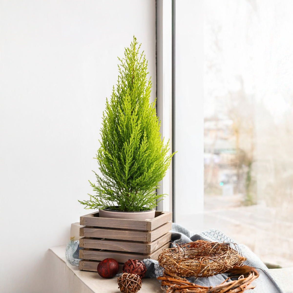 Lemon Cypress ‘Goldcrest Wilma’ Christmas Decor