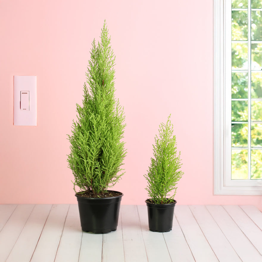 Lemon Cypress ‘Goldcrest Wilma’ in 6" and 4" nursery
