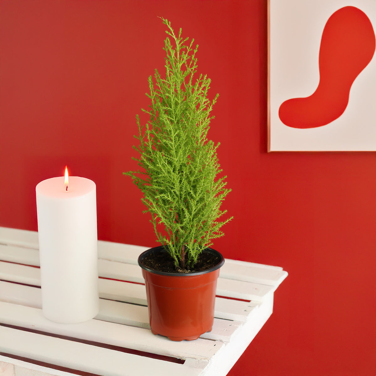 4" nursery next to candle -Lemon Cypress ‘Goldcrest Wilma’