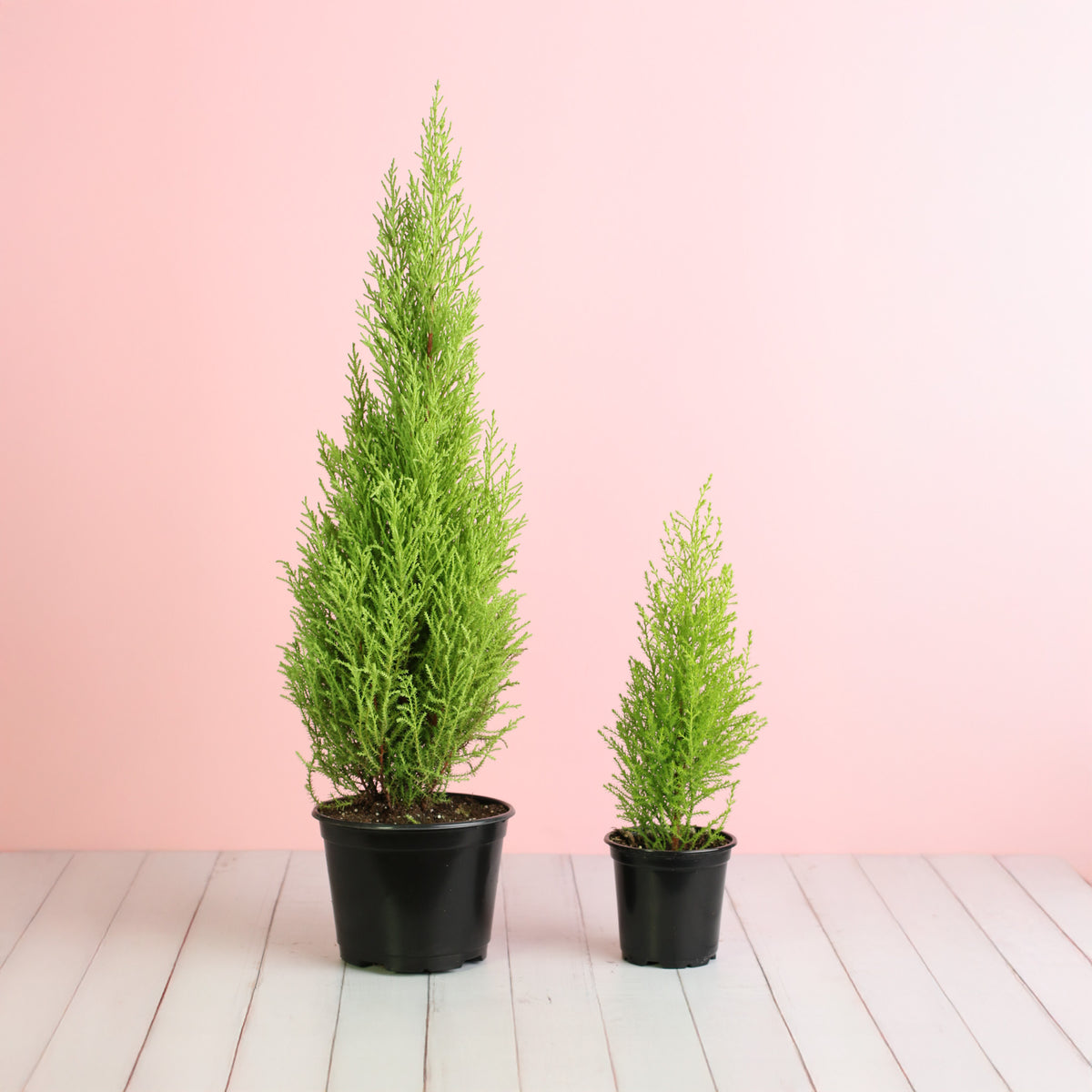 Lemon Cypress ‘Goldcrest Wilma’ 6" nursery and 4" nursery 