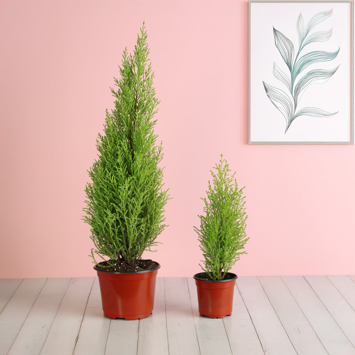 Lemon Cypress ‘Goldcrest Wilma’ 