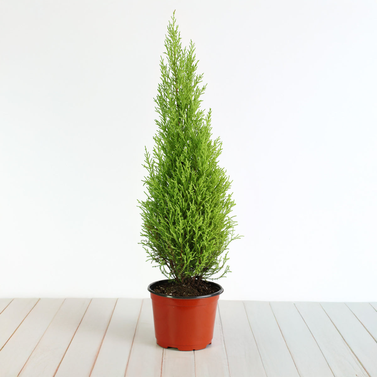 6" nursery Lemon Cypress ‘Goldcrest Wilma’
