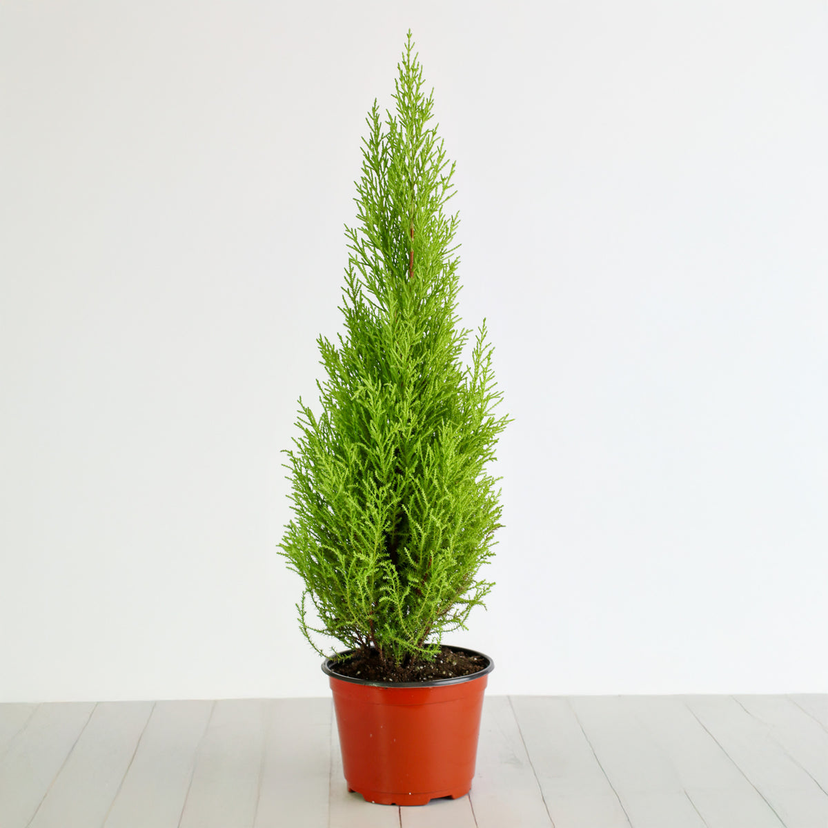 6" Nursery Lemon Cypress ‘Goldcrest Wilma’