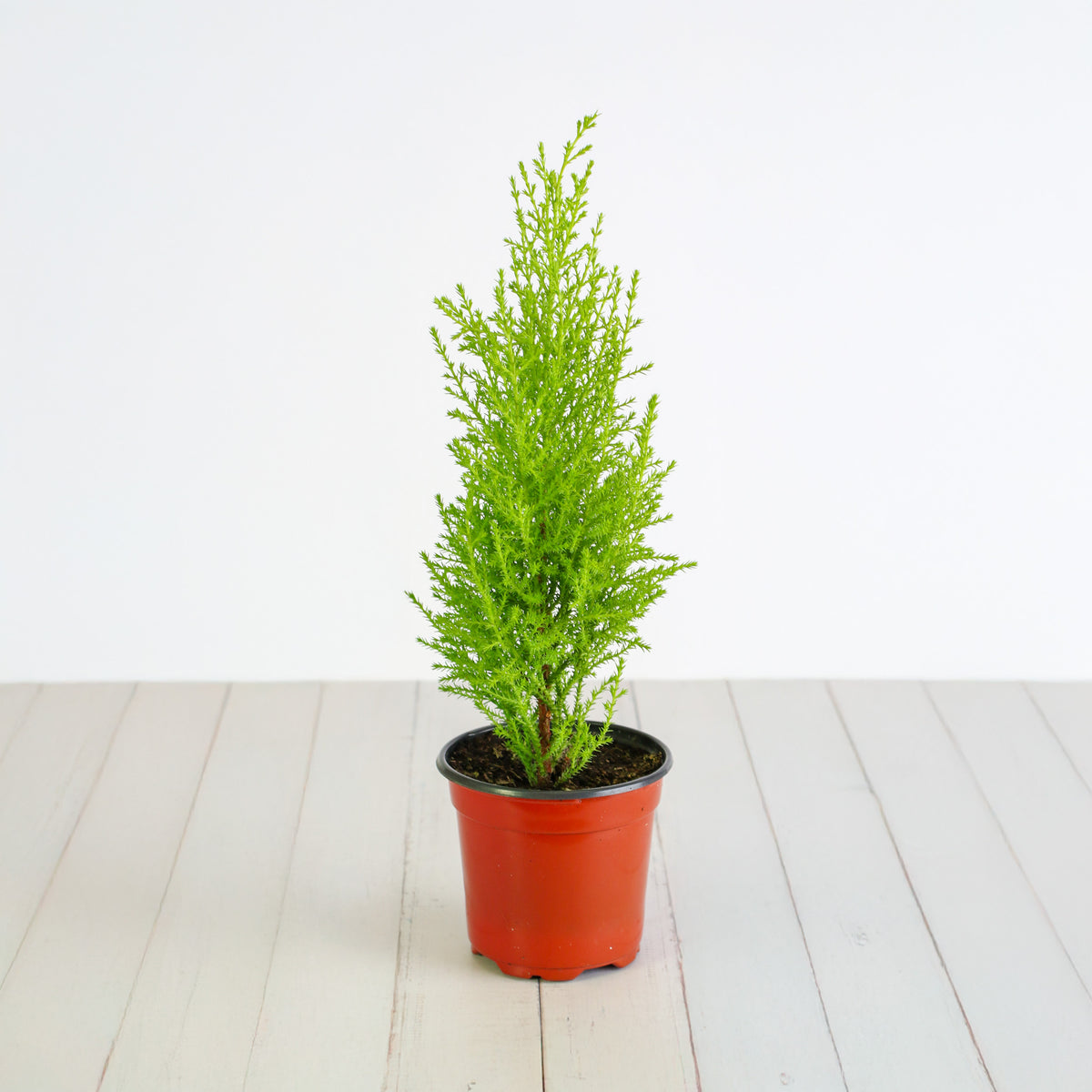4" Nursery Lemon Cypress ‘Goldcrest Wilma’