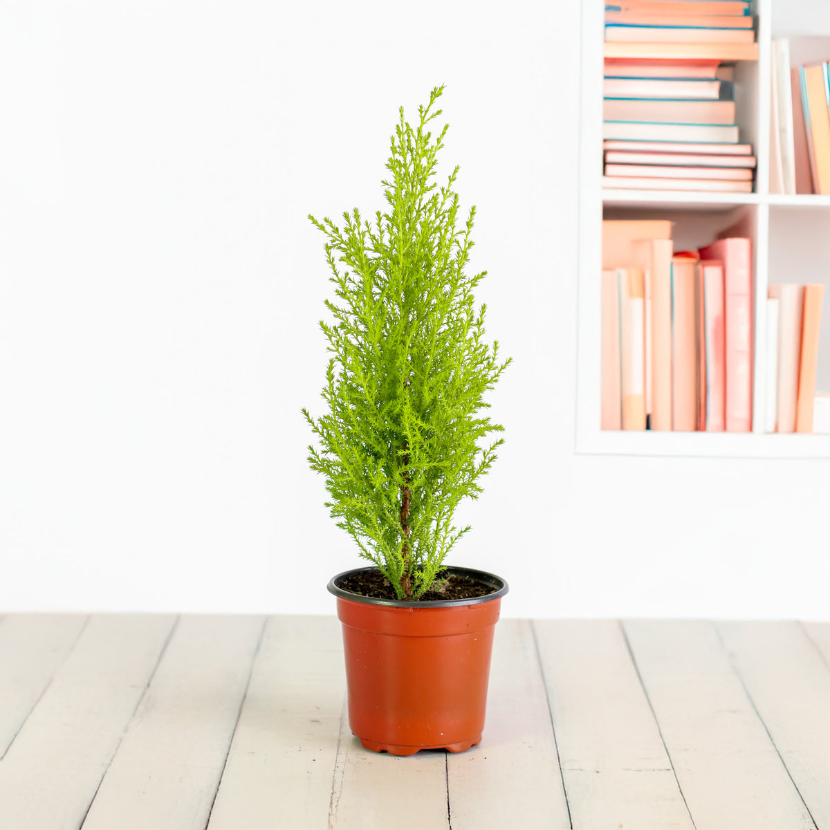 4" Nursery Lemon Cypress ‘Goldcrest Wilma’ next to book shelf. 