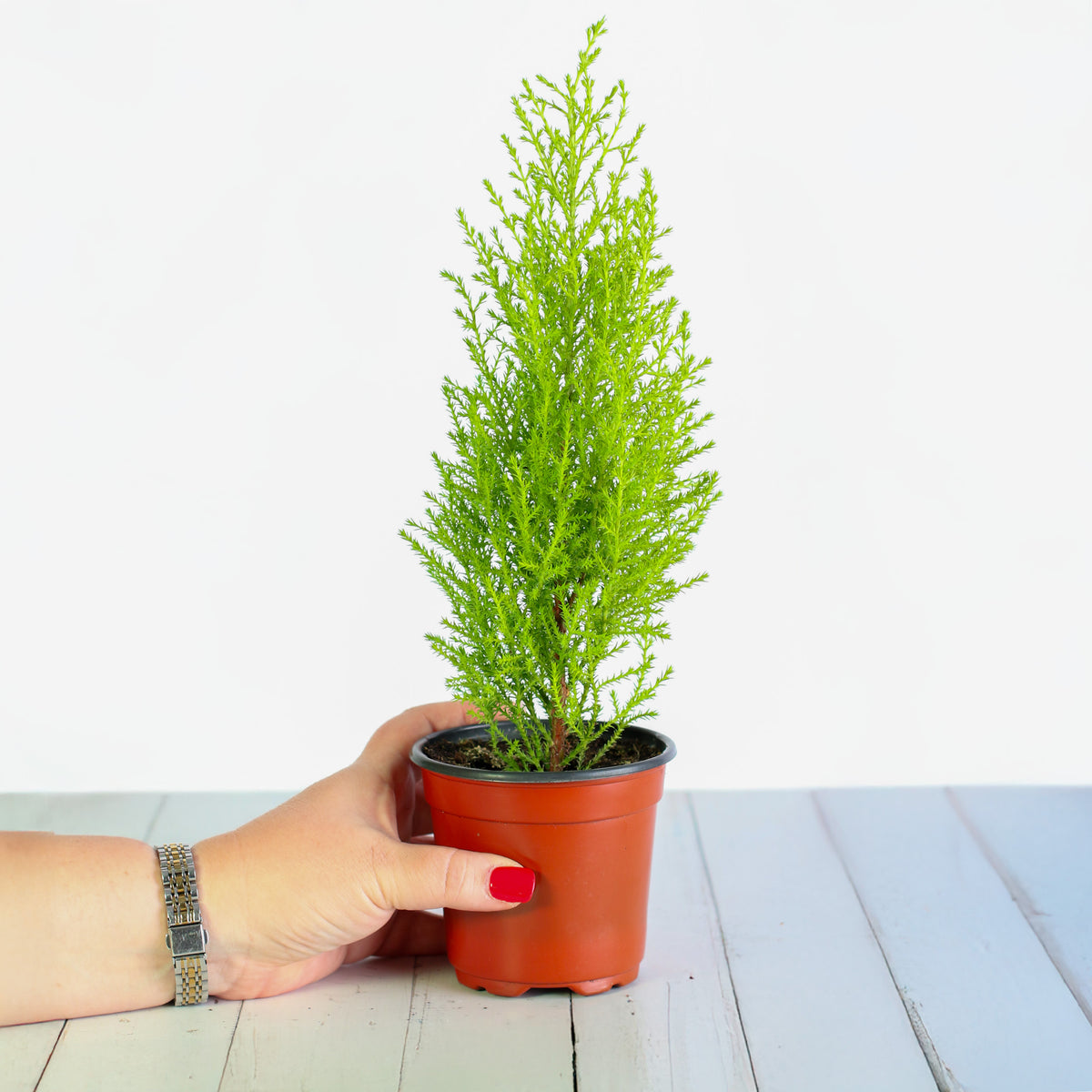 4" nursery Lemon Cypress ‘Goldcrest Wilma’