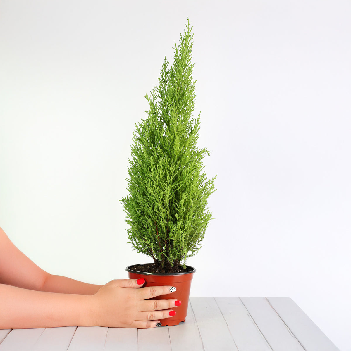 6" Nursery Lemon Cypress ‘Goldcrest Wilma’