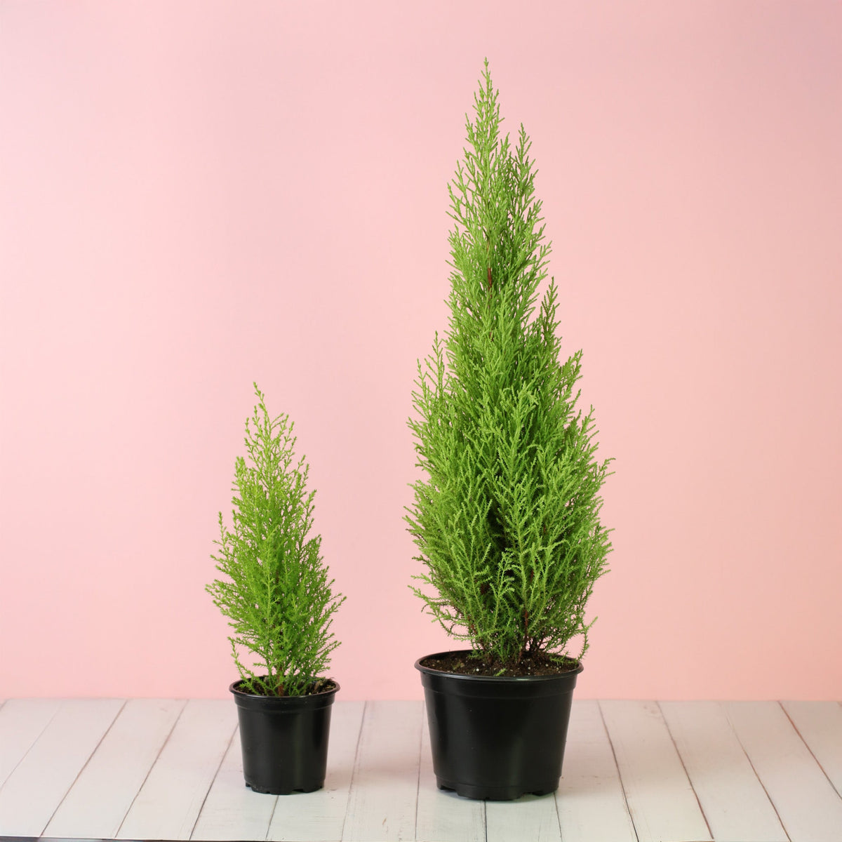 Lemon Cypress ‘Goldcrest Wilma’ in 4" and 6" planter