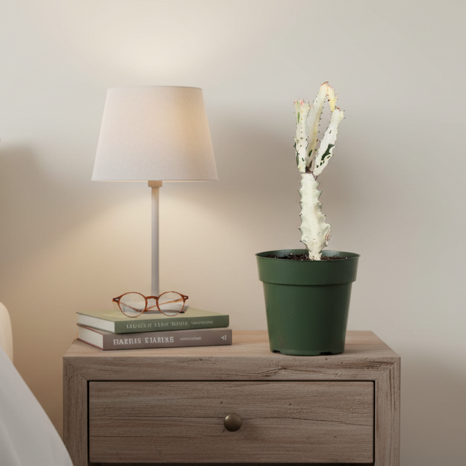 White Ghost Albo Succulent Plant