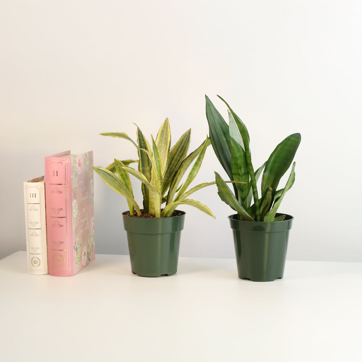 Snake Plants