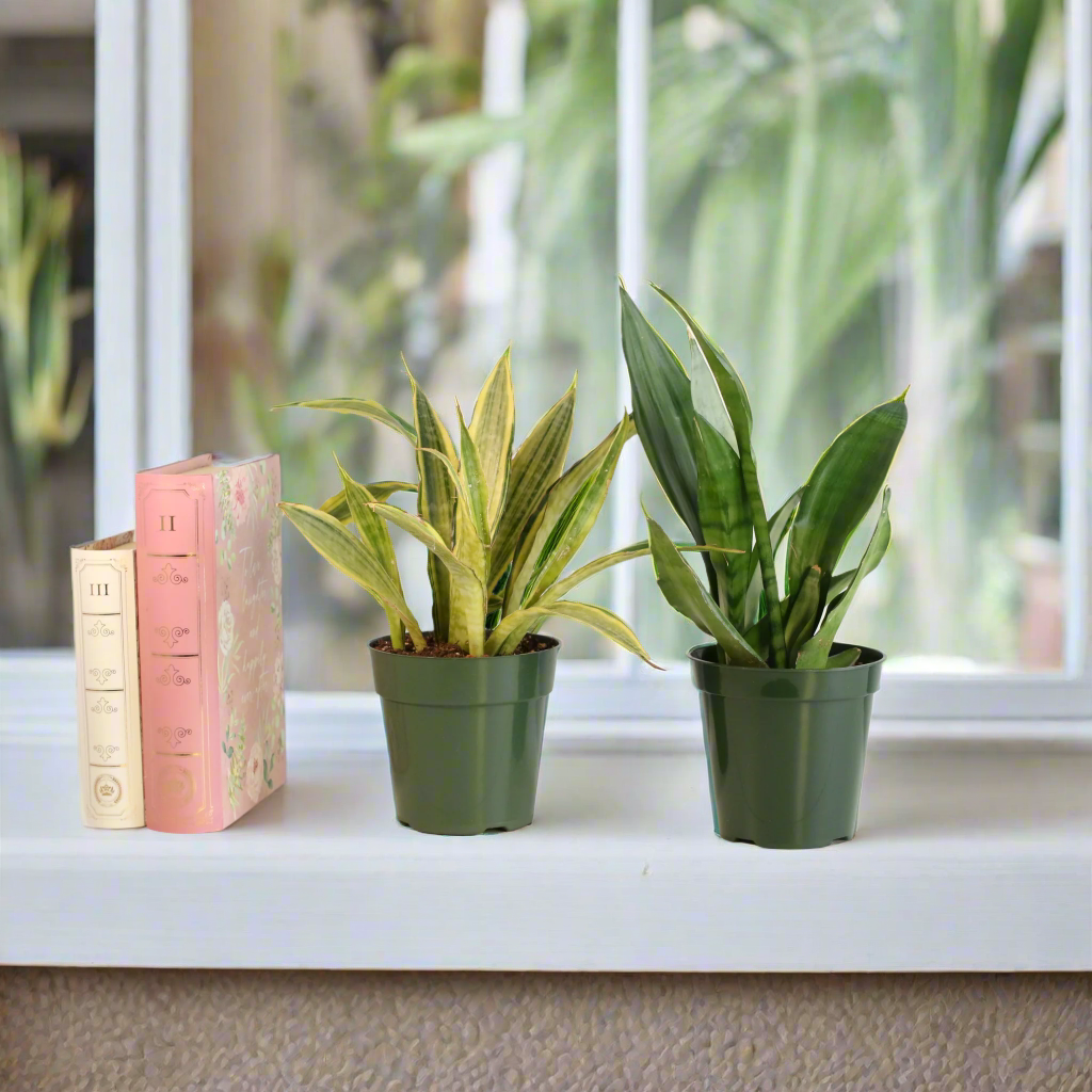 Snake Plants