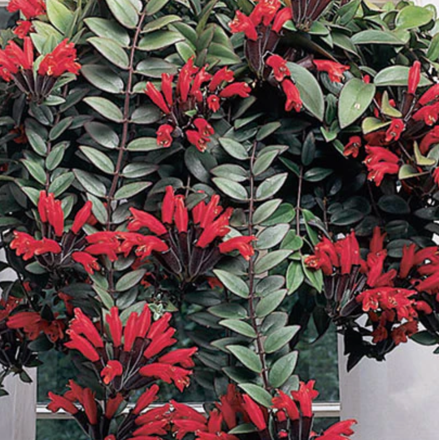 Hoya Mona Lisa Lipstick Plant