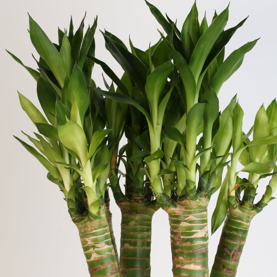 Lotus Bamboo Water Plant