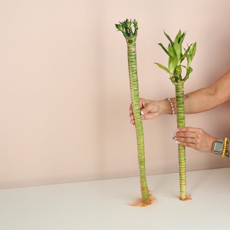 Lucky Bamboo Lotus Water Plant