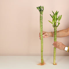 Lucky Bamboo Lotus Water Plant 3-Pack